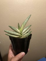 Andrew Basa review photo