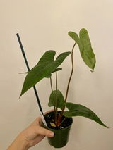 Z.L. review photo