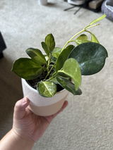 A.S. review photo