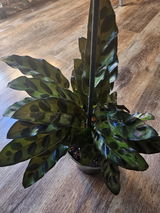 Jessica Durkee review photo