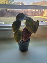 Cortnee Gray review photo