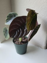 Cortnee Gray review photo