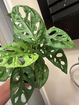 Anesa review photo