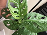 Anesa review photo