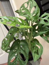 Anesa review photo