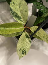 Anesa review photo