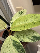 Anesa review photo