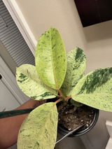 Anesa review photo