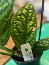 Anesa review photo