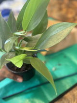 Anesa review photo