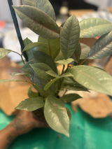 Anesa review photo
