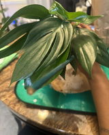 Anesa review photo