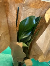 Anesa review photo
