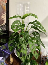 Mary Lopez review photo