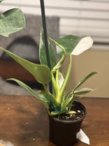 Benita review photo