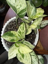 Aunie review photo