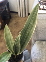 AMQ review photo