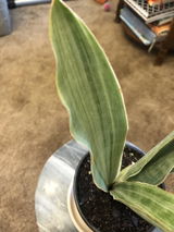 AMQ review photo