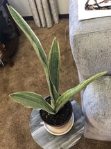AMQ review photo