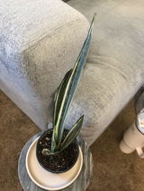AMQ review photo