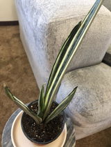 AMQ review photo