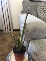 AMQ review photo