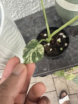 Theplantmanifesto review photo