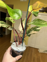 Darbie review photo