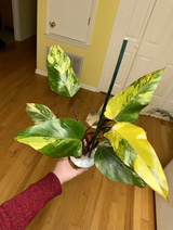 Darbie review photo