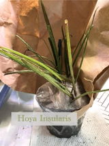 Hoya Collector review photo