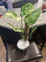 Happy customer review photo