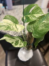 Happy customer review photo