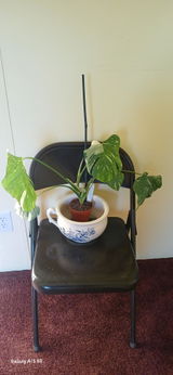 plant lover 1969 review photo