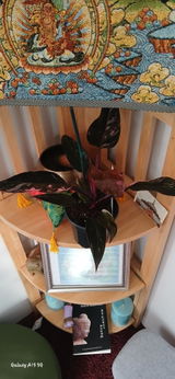 plant lover 1969 review photo