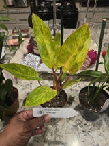 Mychelle Ambeau review photo