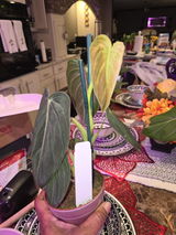 Mychelle Ambeau review photo