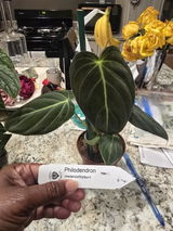 Mychelle Ambeau review photo