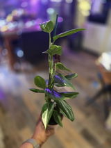 Mychelle Ambeau review photo