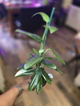 Mychelle Ambeau review photo