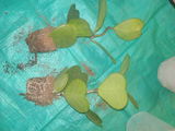 L. review photo