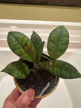 Linda from SC review photo