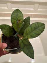 Linda from SC review photo