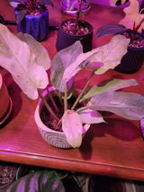 Chad Shields review photo