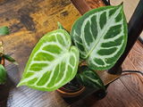Julie review photo
