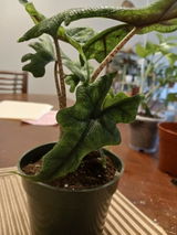 Jasmine review photo