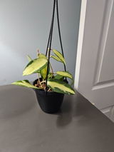 Cynthia Ewing review photo