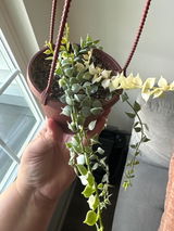 Claudia review photo