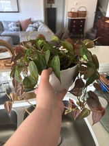 Claudia review photo