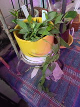 Jazzy Plant Lady review photo