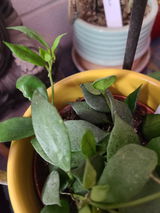 Jazzy Plant Lady review photo